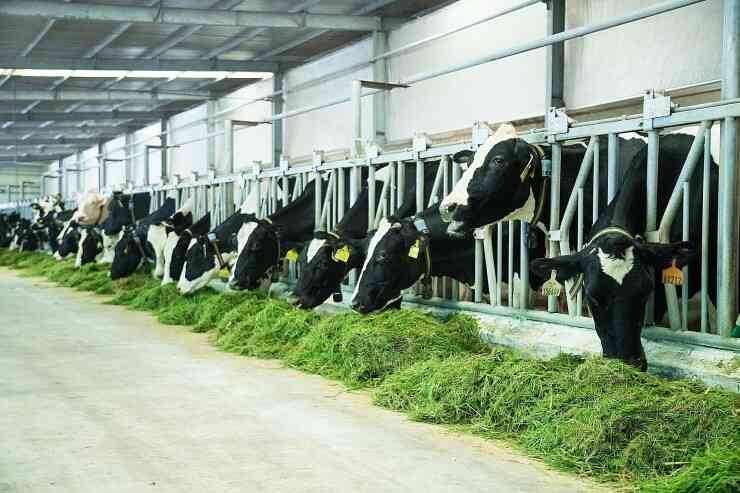 Đơn hàng bò sữa Nhật Bản là làm những công việc gì?