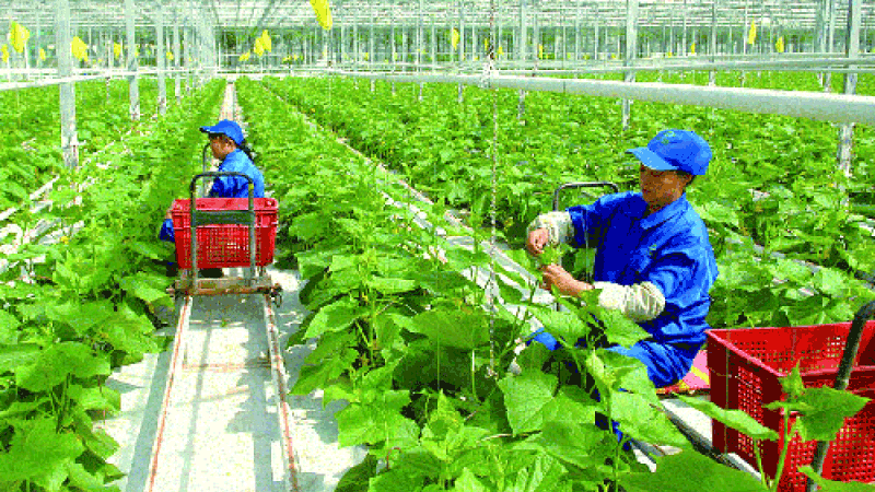 Điều kiện để đi Hàn Quốc làm thời vụ