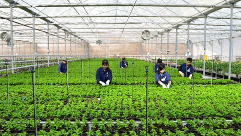 Điều kiện để đi lao động thời vụ tại Hàn Quốc - Chi phí đi lao động thời vụ Hàn Quốc
