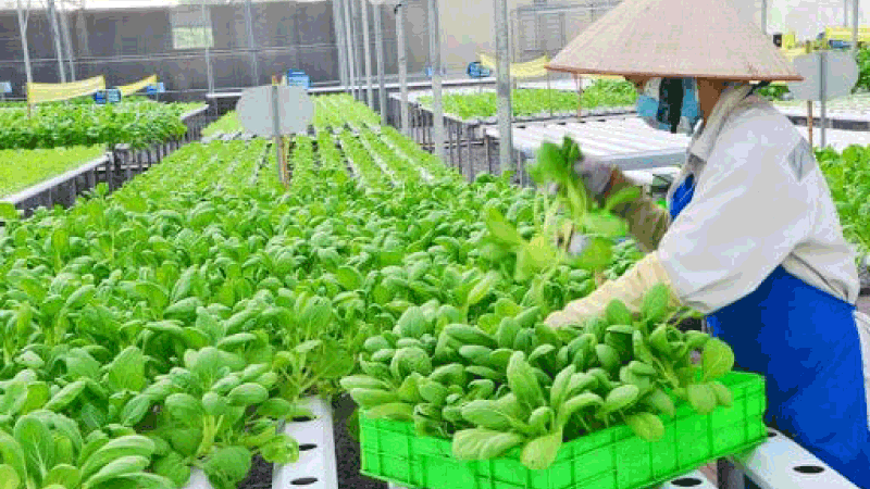 Điều kiện tham gia đơn hàng XKLĐ Hàn Quốc cho nữ