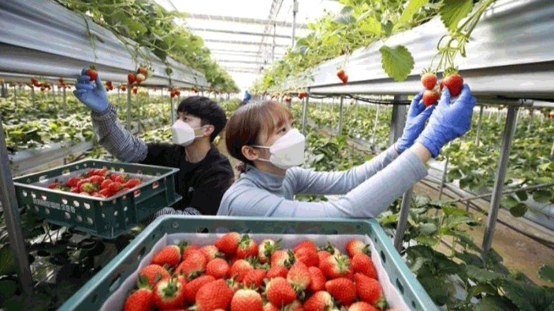 Đối tượng đi XKLĐ thời vụ Hàn Quốc 2025