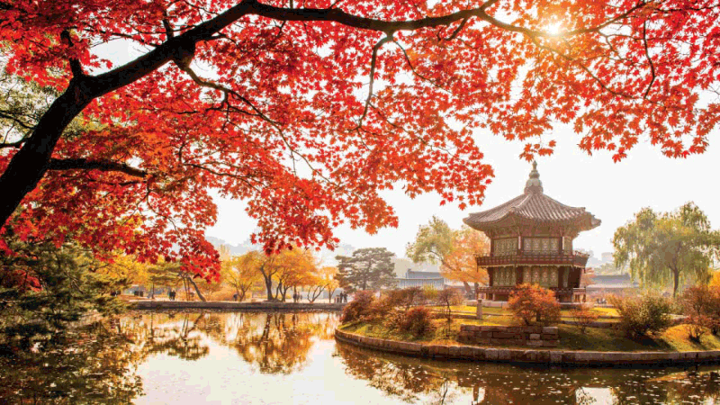 Quy trình tham gia xuất khẩu lao động Hàn Quốc: Hướng dẫn từ A đến Z - thủ tục đi XKLĐ Hàn Quốc