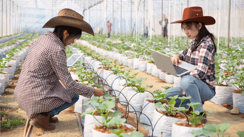 Thuận lợi và khó khăn khi tham gia đơn hàng XKLĐ Hàn Quốc