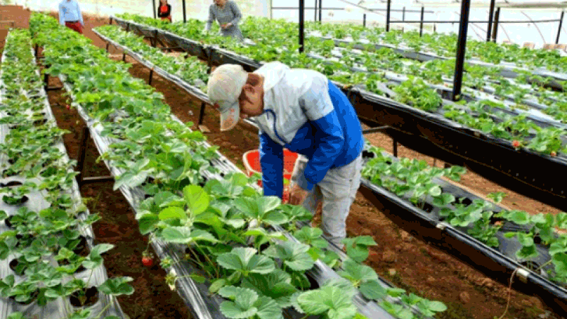 Xuất khẩu lao động thời vụ Hàn Quốc là gì?