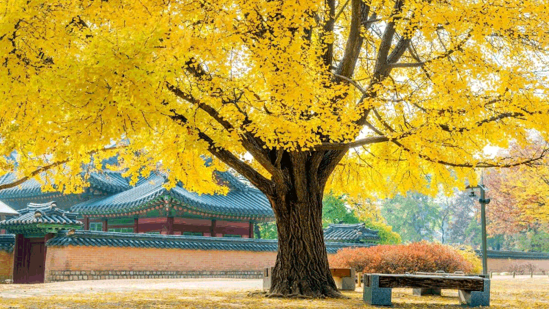 Ưu điểm và nhược điểm khi làm việc thời vụ tại Hàn Quốc năm 2025